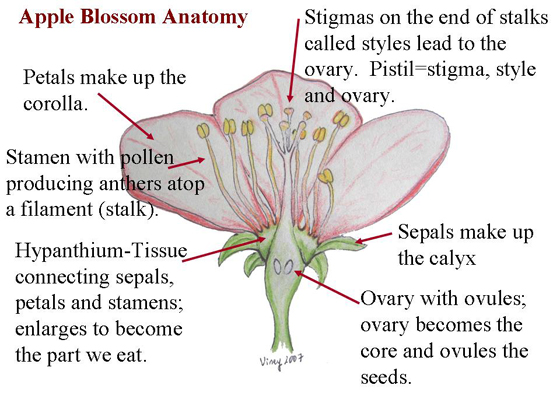 Picture of Apple Blossom showing:  petals (corolla),  stamens with anthers and filaments, stigmas with styles and ovary, sepals (calyx), ovary with ovules, and hypanthium or connecting tissue for sepals, petals, and stamens.