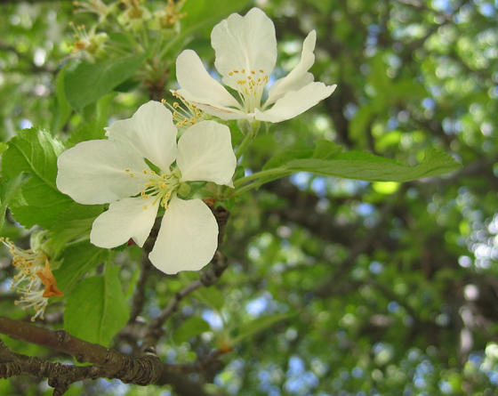 Close-up of Apple Blossoms