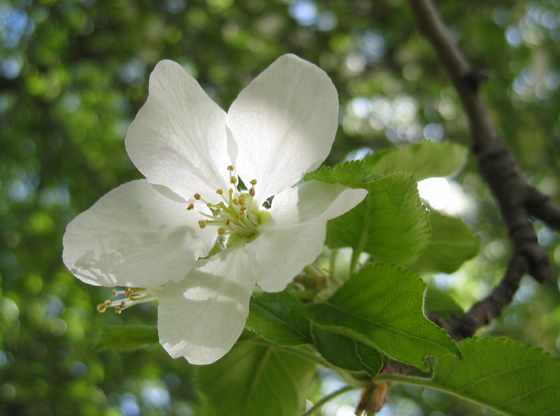 Close-up of apple blossom.
