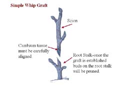 Click on picture of whip graft.
