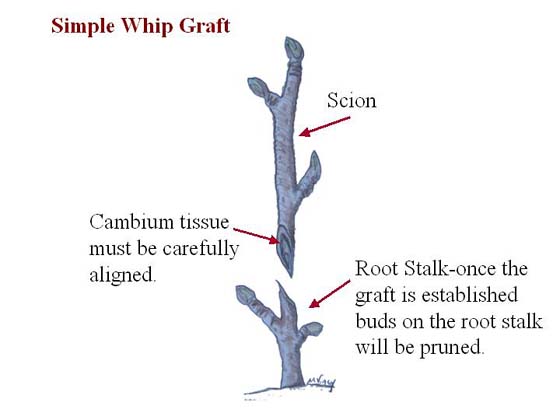 Simple Whip Graft showing:  scion, cambium tissue on scion, and root stalk.