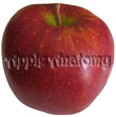 Apple Anatomy