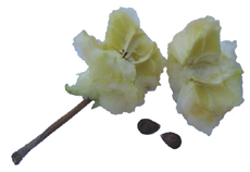 Core and Seeds, Click to Enlarge