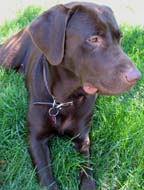 Video  of Jake The Lab